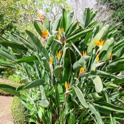 Oiseau du paradis Strelitzia - L'exotisme chez vous
