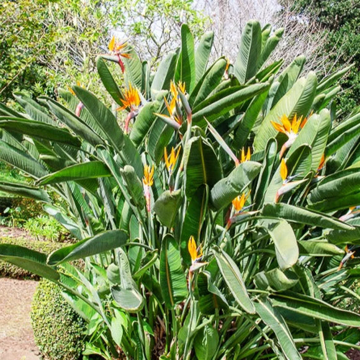 Oiseau du paradis Strelitzia - L'exotisme chez vous