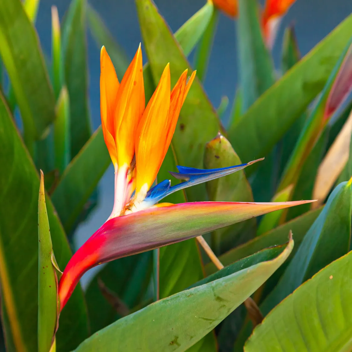 Oiseau du paradis Strelitzia - L'exotisme chez vous