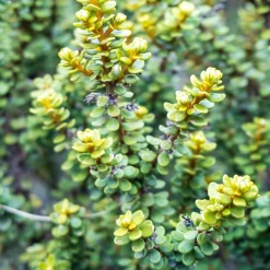 Olearia nummulariifolia - Brise-vent qui reste vert