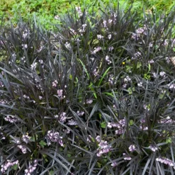 Ophiopogon noir Niger - Le feuillage noir qui claque