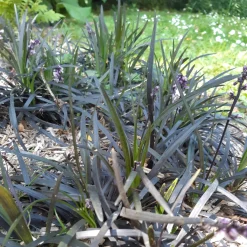 Ophiopogon noir Niger - Le feuillage noir qui claque