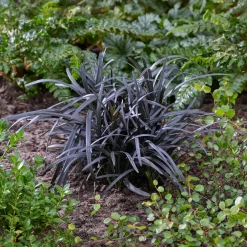 Ophiopogon noir Niger - Le feuillage noir qui claque