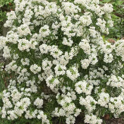 Oranger du Mexique Aztec Pearl - Deux floraisons, un parfum fou