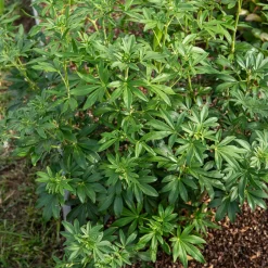 Oranger du Mexique Greenfingers® - Parfum et fleurs sans effort