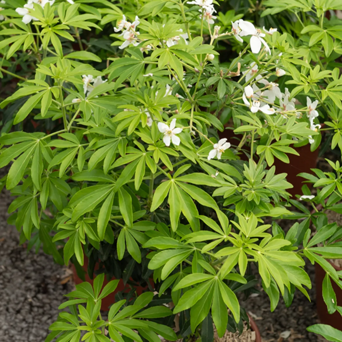 Oranger du Mexique Greenfingers® - Parfum et fleurs sans effort