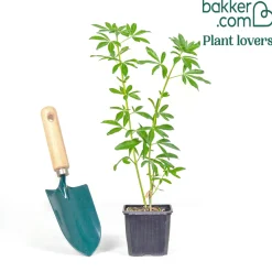 Oranger du Mexique Greenfingers® - Parfum et fleurs sans effort