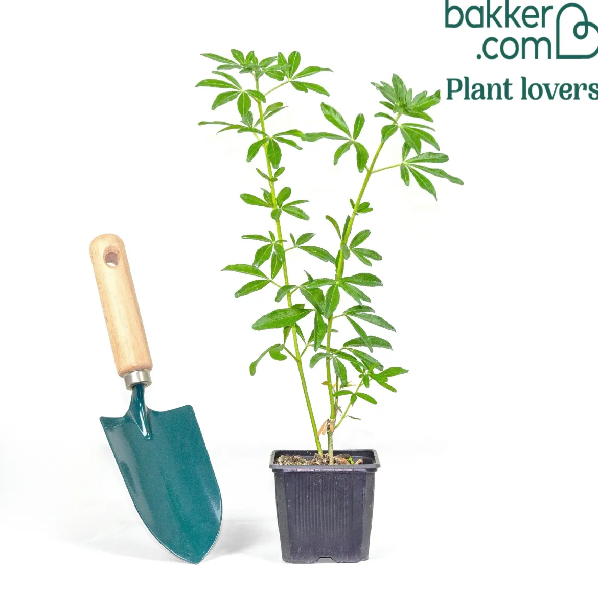 Oranger du Mexique Greenfingers® - Parfum et fleurs sans effort