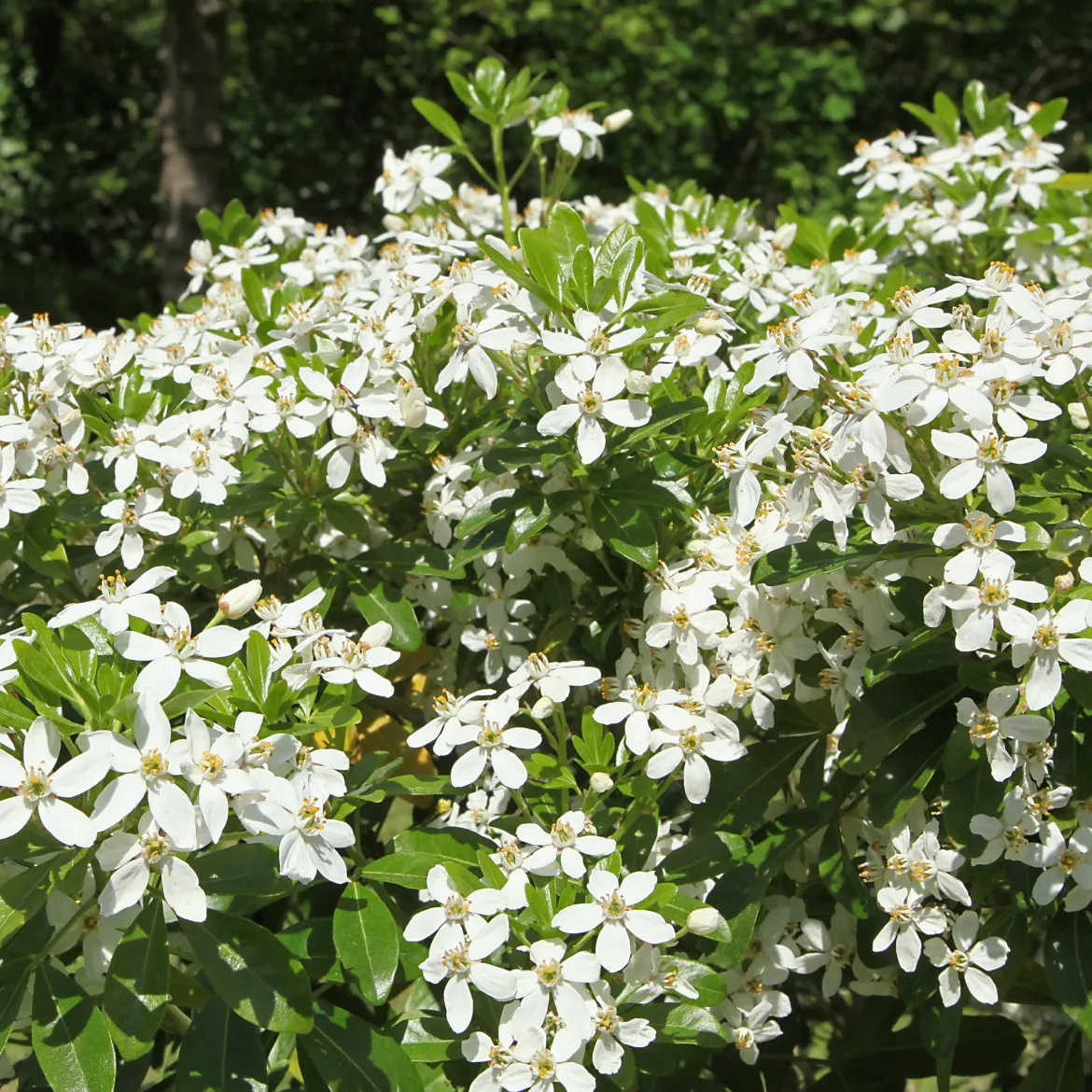 Oranger du Mexique - Un parfum d'agrumes au jardin