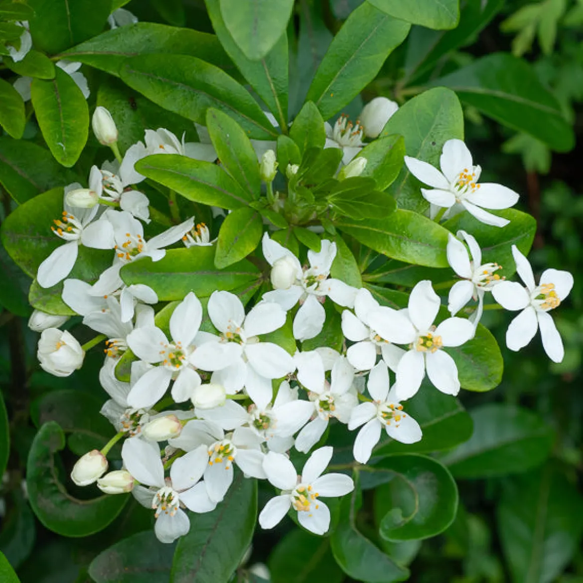 Oranger du Mexique - Un parfum d'agrumes au jardin