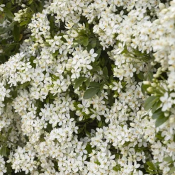 Oranger du Mexique - Un parfum d'agrumes au jardin