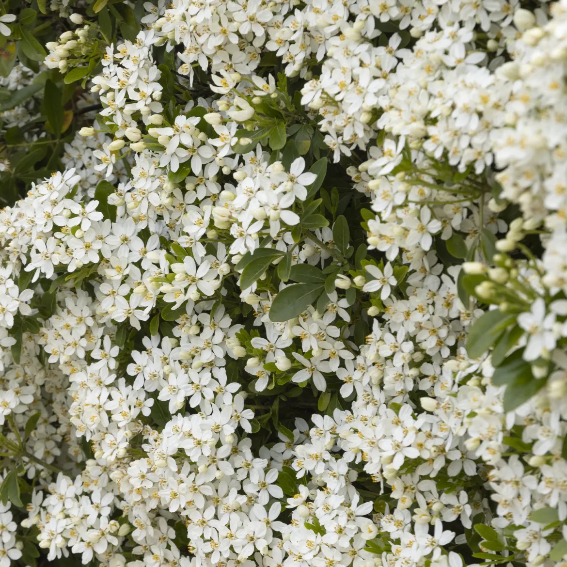 Oranger du Mexique - Un parfum d'agrumes au jardin