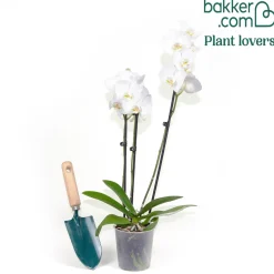 Orchidée blanche - Fleurs blanches toute l'année