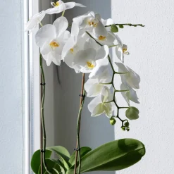 Orchidée blanche - Fleurs blanches toute l'année
