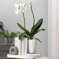 Orchidée blanche - Fleurs blanches toute l'année