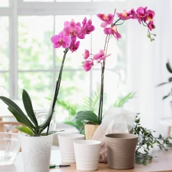 Orchidée rose - Fleurs roses toute l'année