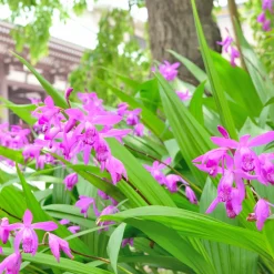 2 Orchidées Jacinthe - L'orchidée qui pousse au jardin