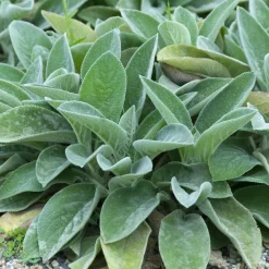 Oreille de Lapin Big Ears - Epiaire de byzance - Douceur argentée au jardin