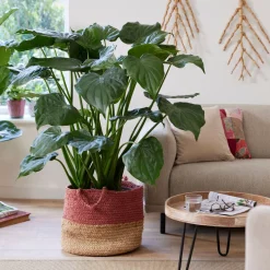 Oreille d'éléphant naine - Alocasia - Feuillage brillant garanti