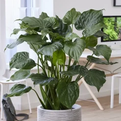 Oreille d'éléphant naine - Alocasia - Feuillage brillant garanti