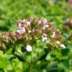 Origan commun - Saveur du soleil au jardin