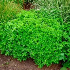 Origan commun - Saveur du soleil au jardin