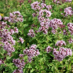 Origan commun - Saveur du soleil au jardin