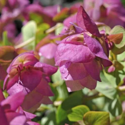 Origan Kent Beauty - Cascade rose tout l'été