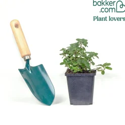 Origan Rosenkuppel - Bordure fleurie et pleine d'abeilles