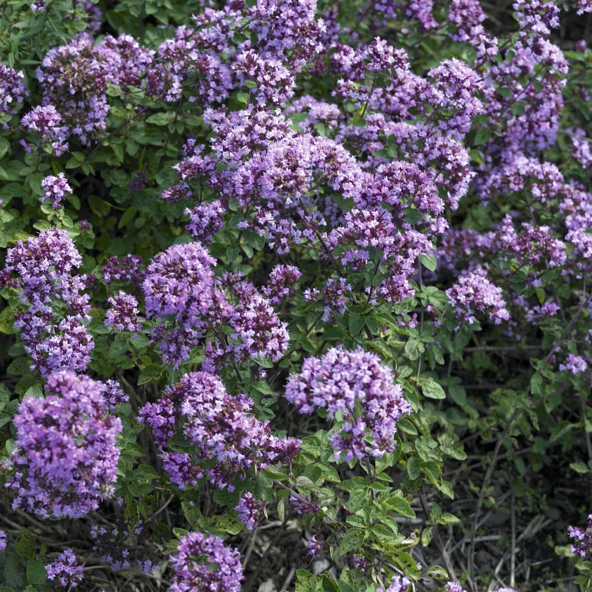 Origan Rosenkuppel - Bordure fleurie et pleine d'abeilles