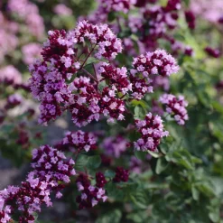 Origan Rosenkuppel - Bordure fleurie et pleine d'abeilles