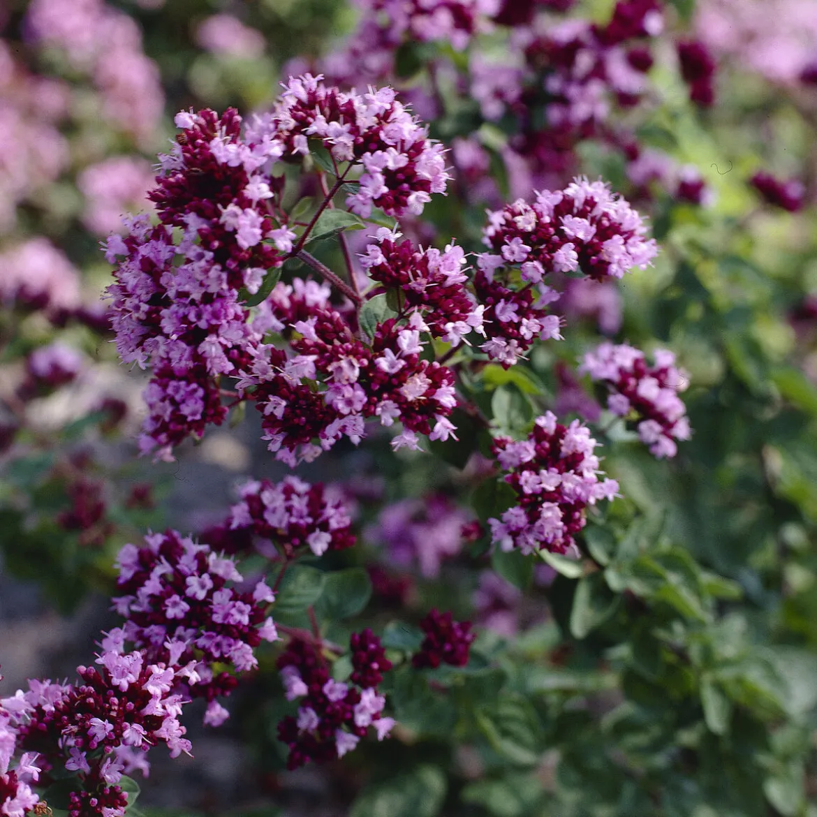 Origan Rosenkuppel - Bordure fleurie et pleine d'abeilles