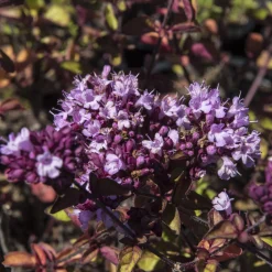 Origan Rosenkuppel - Bordure fleurie et pleine d'abeilles