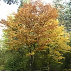 Orme de Sibérie - Zelkova serrata - Ombre et couleurs garanties