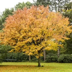 Orme de Sibérie - Zelkova serrata - Ombre et couleurs garanties