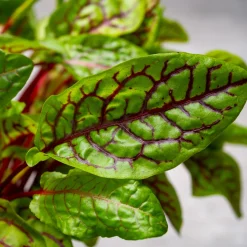 Oseille sanguine Bloody dock - La salade qui a du style