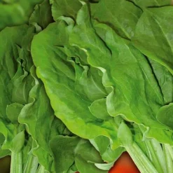 Oseille sauvage Green de Belleville - Le peps acidulé du jardin