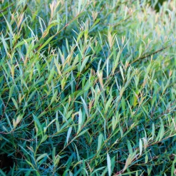 Osier pourpre - La haie qui pousse vite