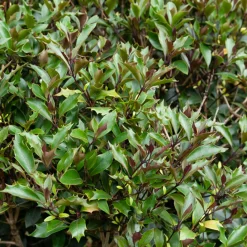 Osmanthe à feuilles de houx Purpureus - Pourpre déco, feuillage toute l'année