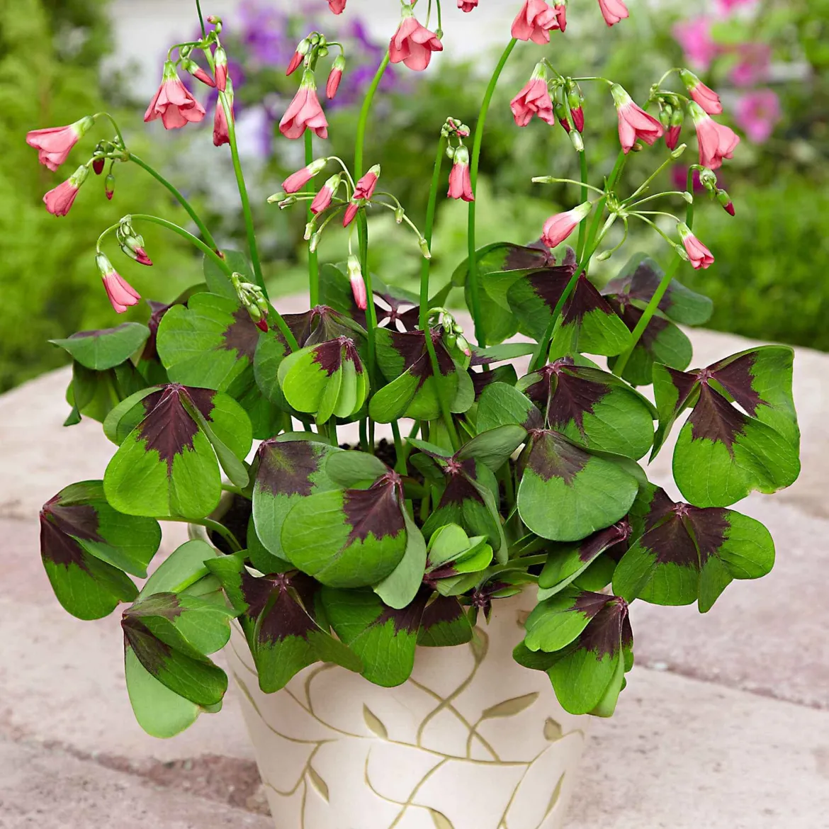 50 Oxalis deppei Iron Cross - Le trèfle porte-bonheur