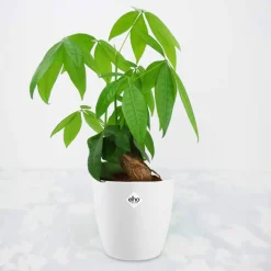 Pachira aquatica + cache pot blanc 14 cm. - Parfaite pour un coin lumineux