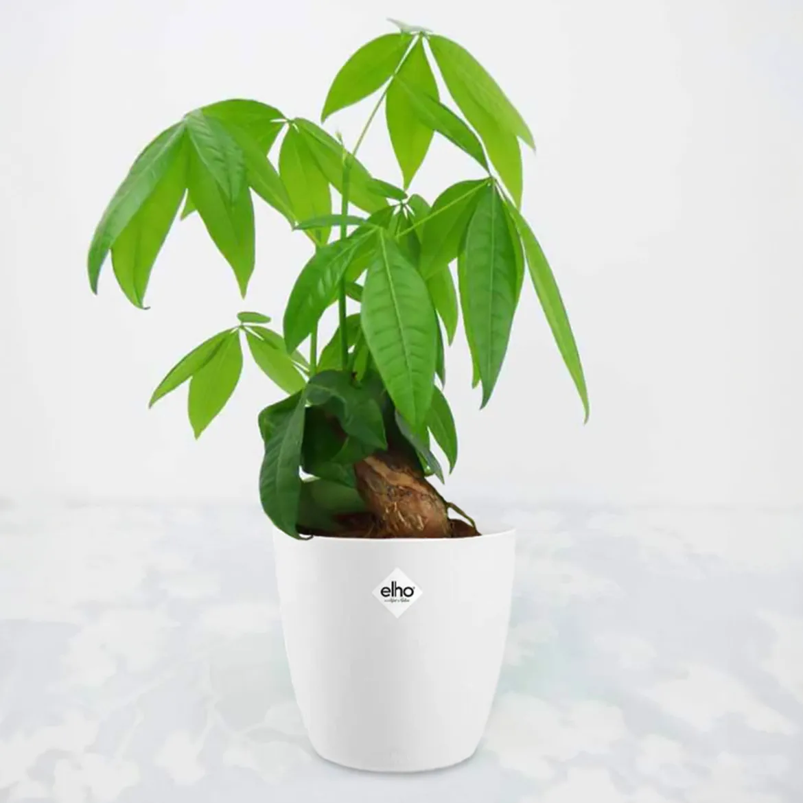 Pachira aquatica + cache pot blanc 14 cm. - Parfaite pour un coin lumineux