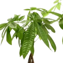 Pachira aquatica - Le tronc tressé déco chez vous