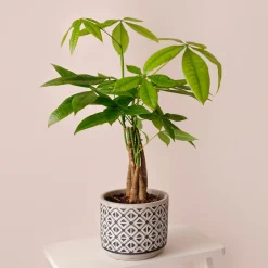Pachira aquatica - Le tronc tressé déco chez vous