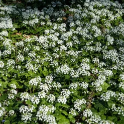 Pachyphragma macrophyllum - Le tapis blanc de l'ombre