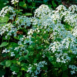 Pachyphragma macrophyllum - Le tapis blanc de l'ombre