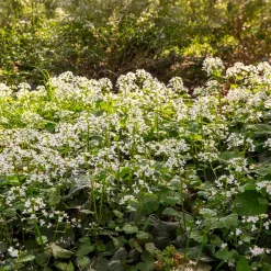 Pachyphragma macrophyllum - Le tapis blanc de l'ombre