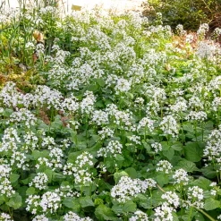 Pachyphragma macrophyllum - Le tapis blanc de l'ombre