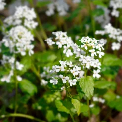 Pachyphragma macrophyllum - Le tapis blanc de l'ombre