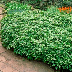 Pachysandre Green Carpet - Tapis vert sans effort
